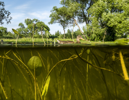 Duck swims in the Lake .View under water on the algaeの写真素材