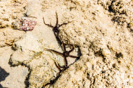 Coral Reef and sea stars in the nature reserve of Ras Mohammed on the Red Sea in Egypt