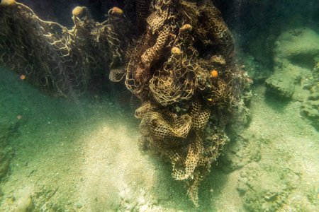 FishNet on a coral reef in the Red Sea in Sharm el Sheikh, Egyptの写真素材