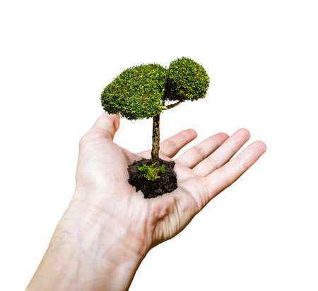 Men's hand holding a sapling tree isolated on white background