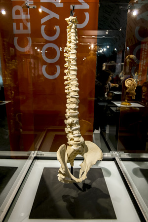 February 14, 2016. Saint-Petersburg. Human spine at the exhibition "the human Body" in St. Petersburg. Russia.のeditorial素材