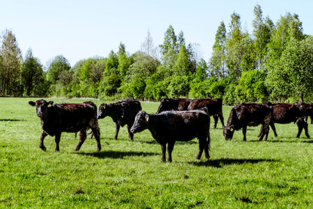 A herd of cows breed black Angus grazing in a green field on a Sunny summer dayの写真素材