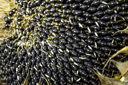 black sunflower Seeds in the sunflower shot close up in macroの写真素材