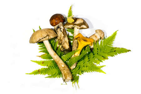 Composition of freshly picked Forest edible mushrooms and fern on a white backgroundの写真素材