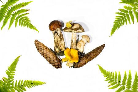 Composition of freshly picked Forest edible mushrooms and fern on a white background