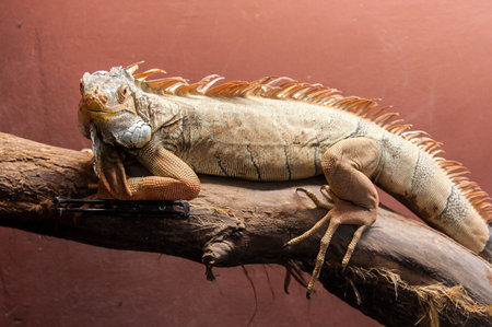 Lizard on a treeの写真素材