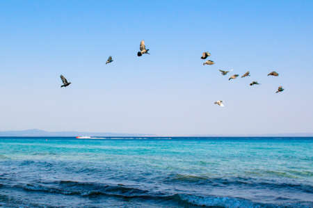 Pigeons over the seaの写真素材