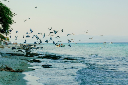 Pigeons over the seaの写真素材