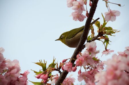 White-eyes and Sakuraの写真素材