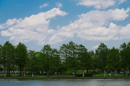 Sky and treesの写真素材