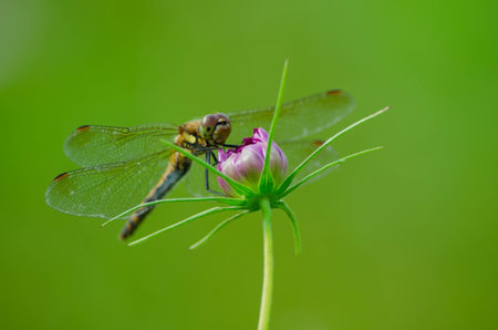 Dragonflyの写真素材