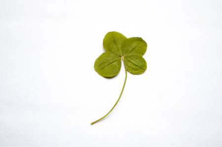 Four-leaf clover (oshiba)