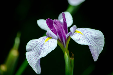 IRIS.
