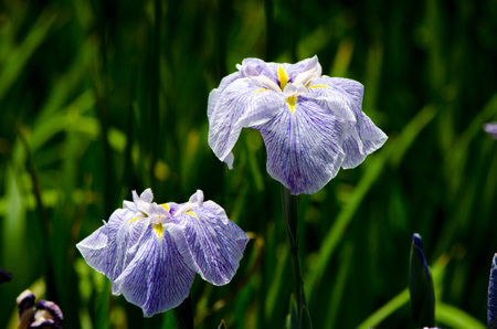 IRIS.