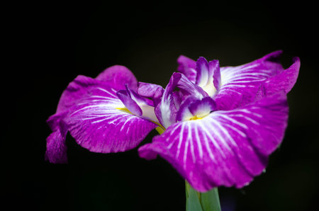 IRIS.