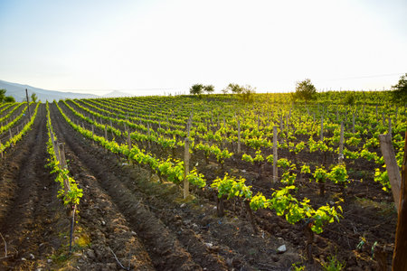 vineyard in spring on sunny day in Tikves wine region, Macedoniaの写真素材