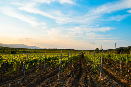 vineyard in spring on sunny day in Tikves wine region, Macedonia