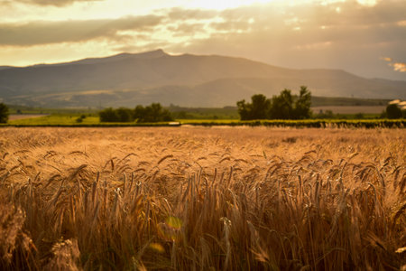 Barley field before harvwest in summer with mountain behind in Macedonia, Tikves regionの写真素材