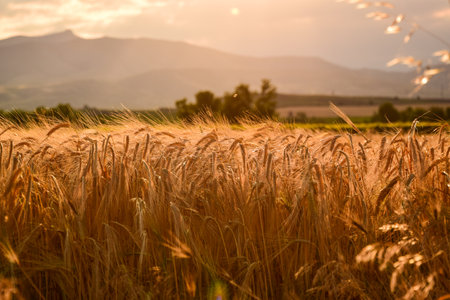 Barley field before harvwest in summer with mountain behind in Macedonia, Tikves regionの写真素材