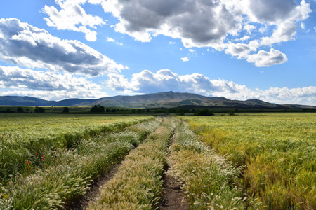green fields of barley with scenic view on the mountain Klepa, North Macedoniaの写真素材