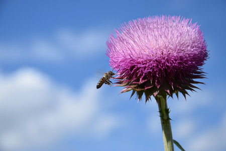 Bee collecting nectar from pink Musk Thistle in springの写真素材