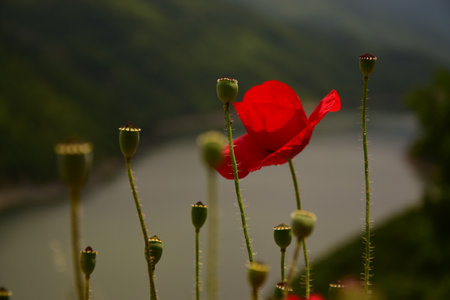 Poppy on side of the road waiting to bloom near the lakeの写真素材