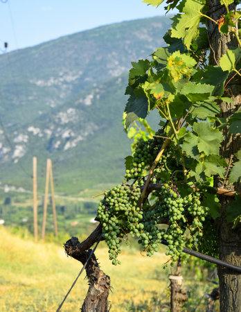 Grapes growing in the vineyard geting ready for wine producing processの写真素材