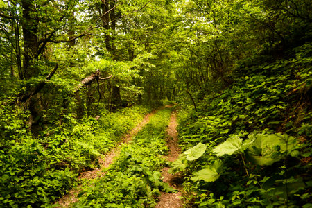 Road deep in the forest used just for hikingの写真素材