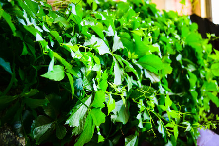 Trumpet vine in the garden in full vegetative stage preparing to bloomの写真素材