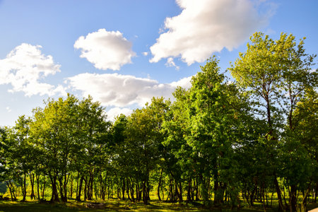 trees in row creating beautiful view in the yard of a mountain house with clouds and blue sky behindの写真素材