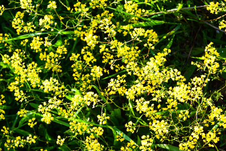wildflowers in the green surficie in the mountain in full bloom in springの写真素材