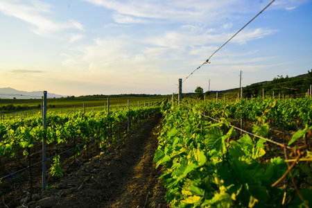 Vineyard in Tikves wine region, Macedonia planted in organized agrigultural mannerの写真素材