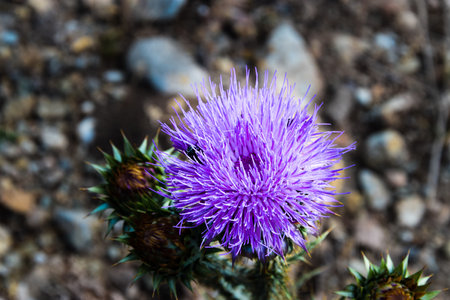 Musk thistle in full bloom during summertime on beautiful sunny dayの写真素材
