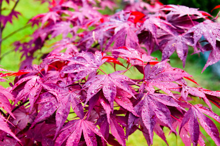 Folliage of a young maple tree after rain in garden