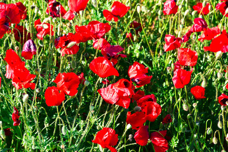poppy flowers bloom in early springtime in green fieldsの写真素材