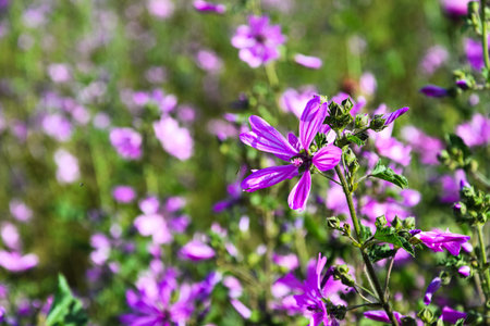 Wildflowers blooming in springtime attracting insects to drink nectarの写真素材
