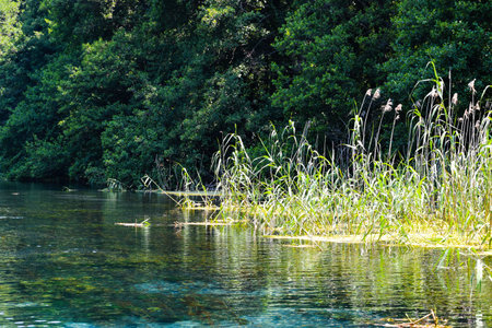 Bulrash plants thriving in the water sorronded by threesの写真素材