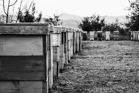beehive boxes placed in the nature no colors editの写真素材