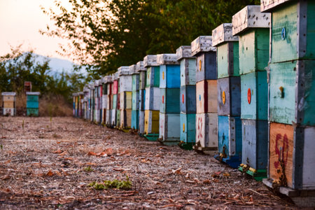beehive boxes arranged in the nature far from city pollutantsの写真素材