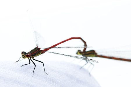 a pair of dragonflyの写真素材