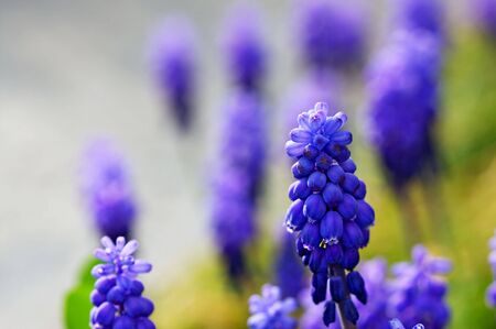 blue grape hyacinthの写真素材