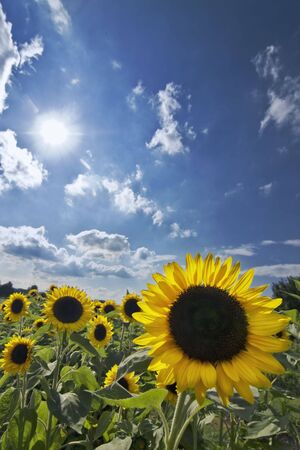 a field of sunflowersの写真素材