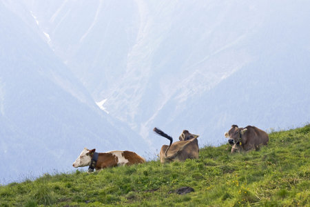 tree cows on an alpの写真素材