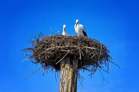 stork's nest