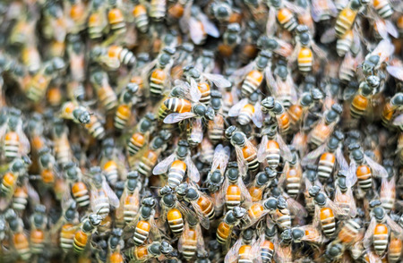 Closeup of hem net.の写真素材