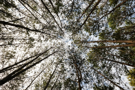 Top of pine trees with blue sky background.