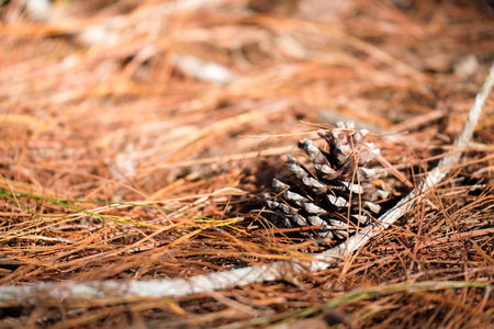 Pine cone on dried pine leaf in background.