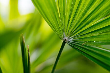 Leaf of lady palm tree in closeup.の写真素材