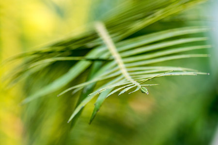 Leaves of palm in closeup.