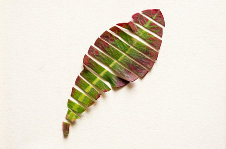 Layered leaf on white canvas.